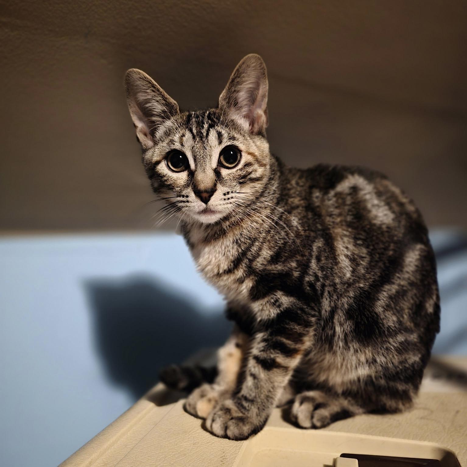 Mushroom, adopted, Kitten Female Domestic Short Hair.