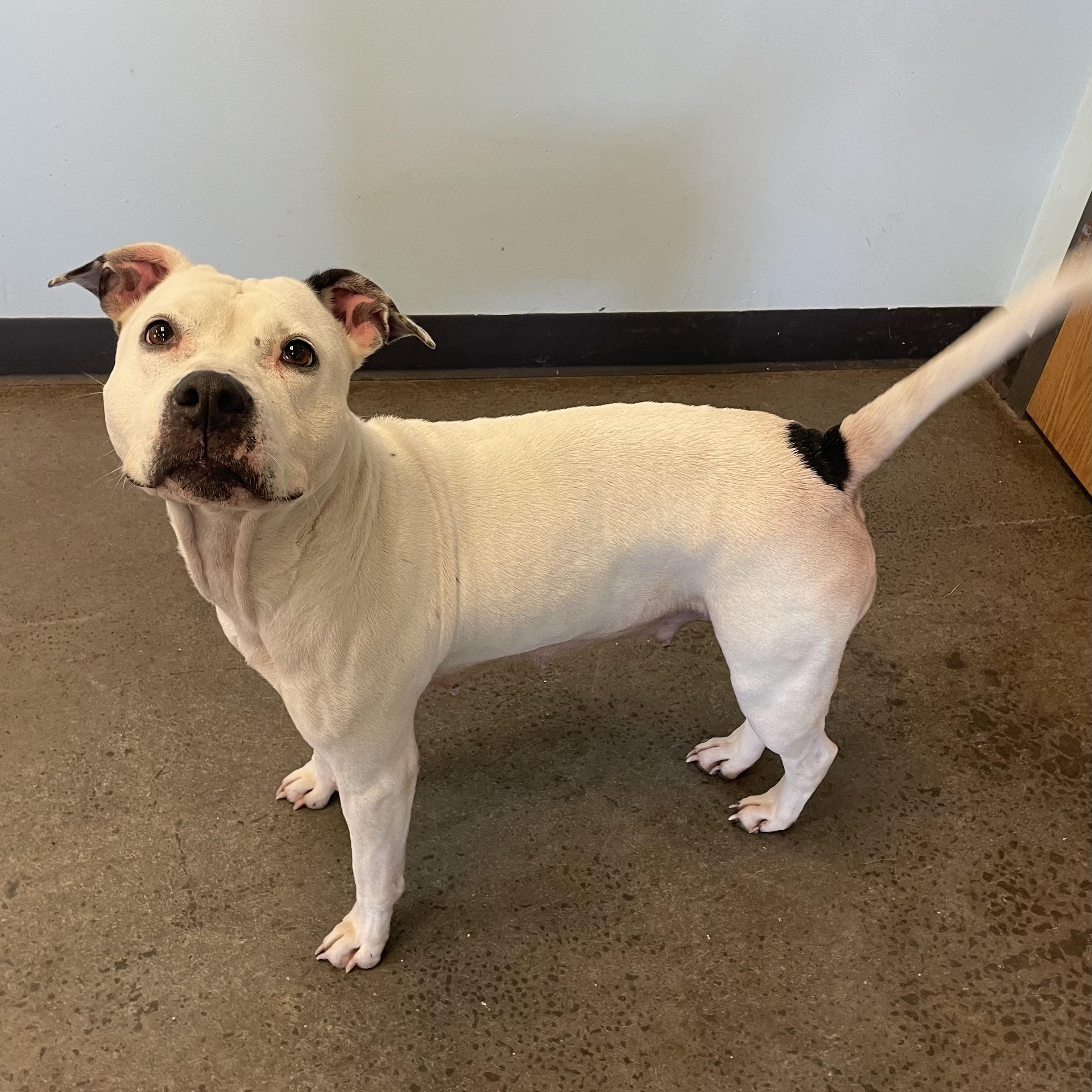 Mae, adoptable, Adult Female Mixed Breed.