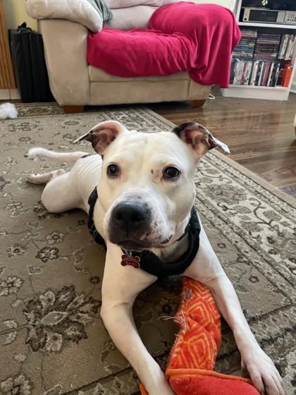 Mae, adoptable, Adult Female Mixed Breed.