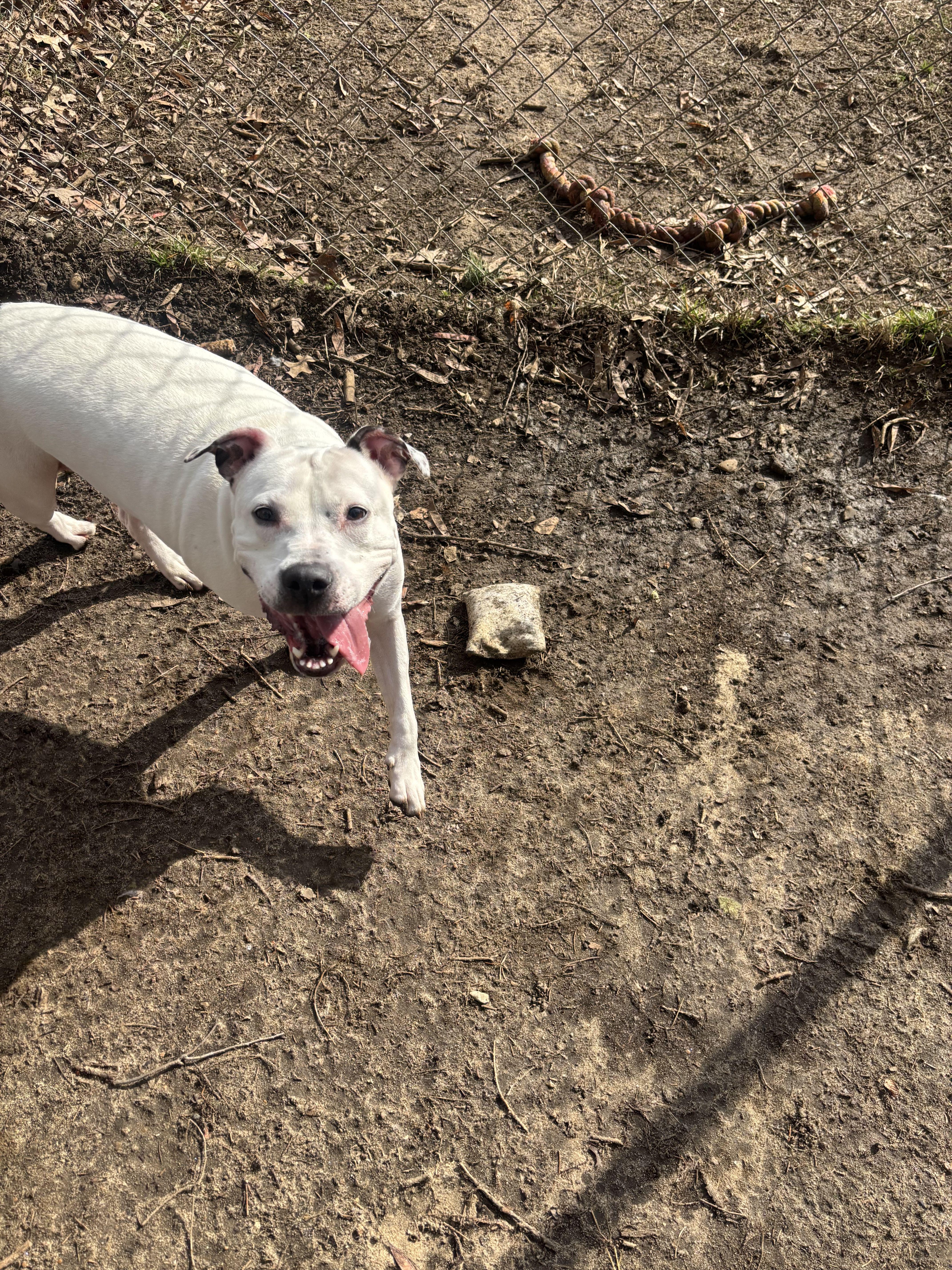 Enlarge Mae, an adoptable Mixed Breed in Mishawaka, IN image 2/5