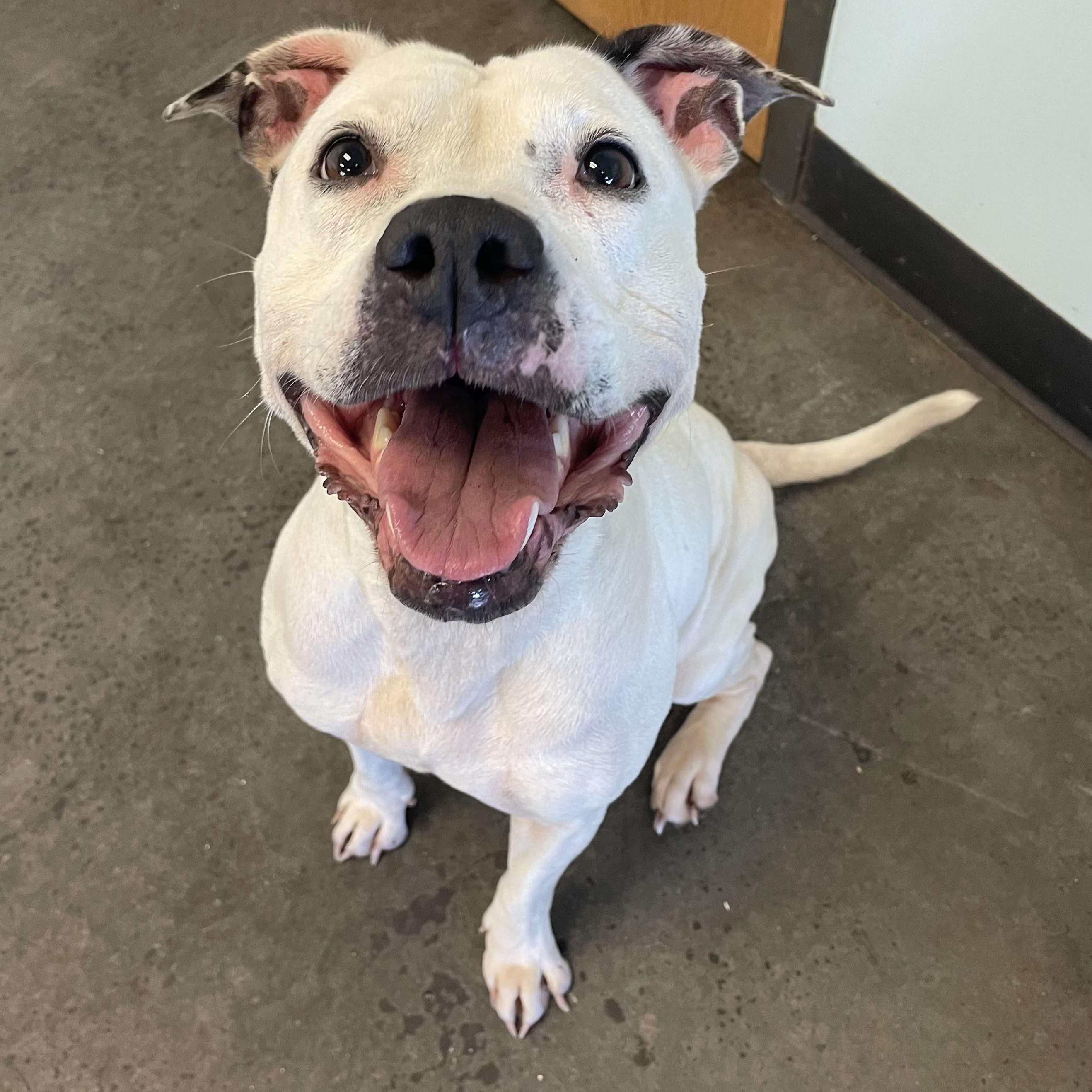 Mae, an adoptable Mixed Breed in Mishawaka, IN image 2/5