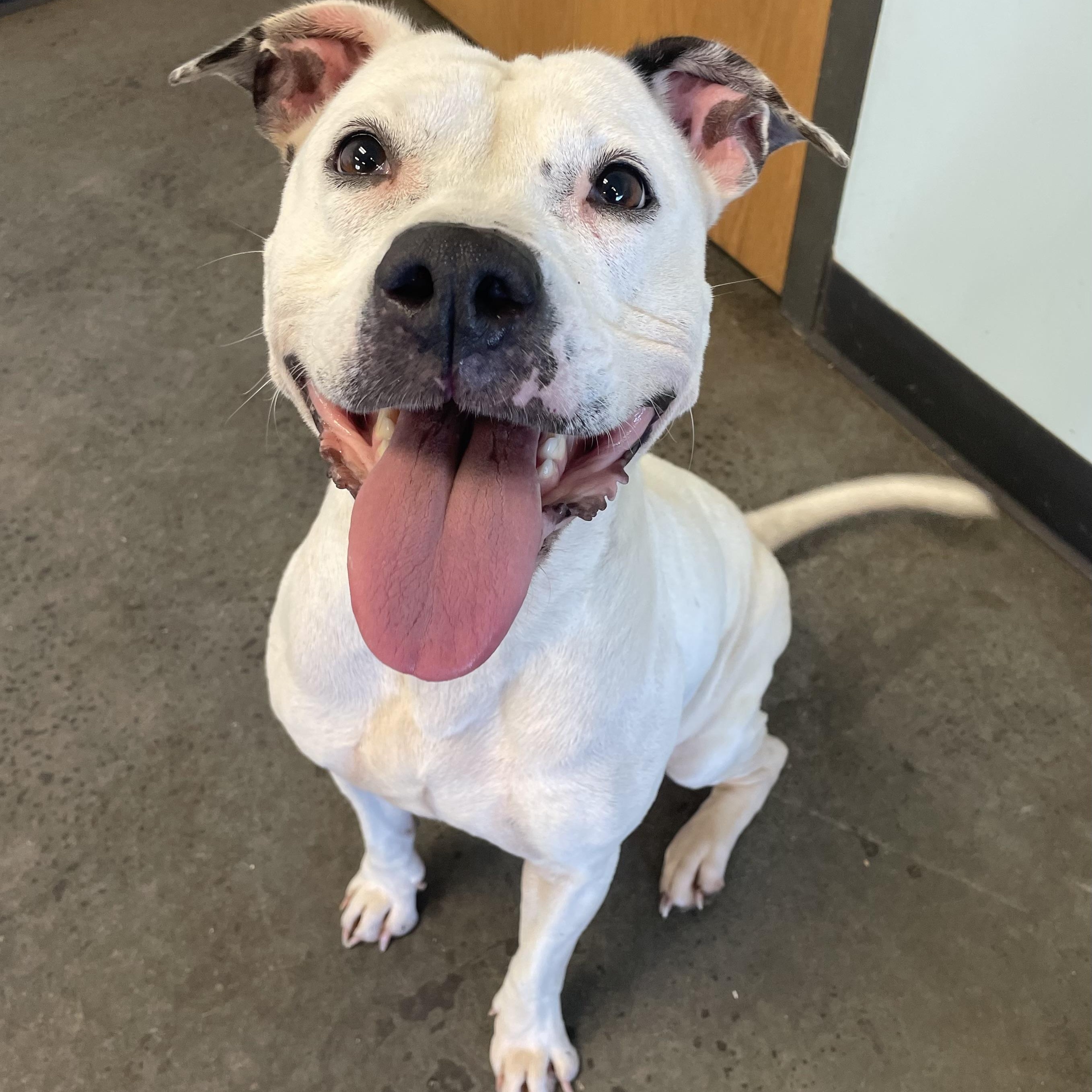 Mae, an adoptable Mixed Breed in Mishawaka, IN image 3/5