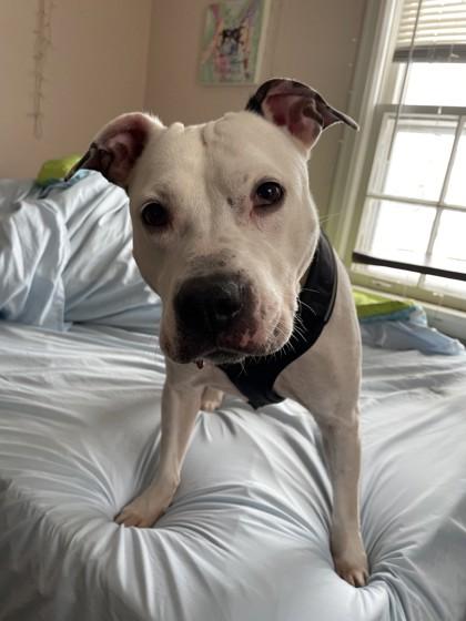 Enlarge Mae, an adoptable Mixed Breed in Mishawaka, IN image 5/5