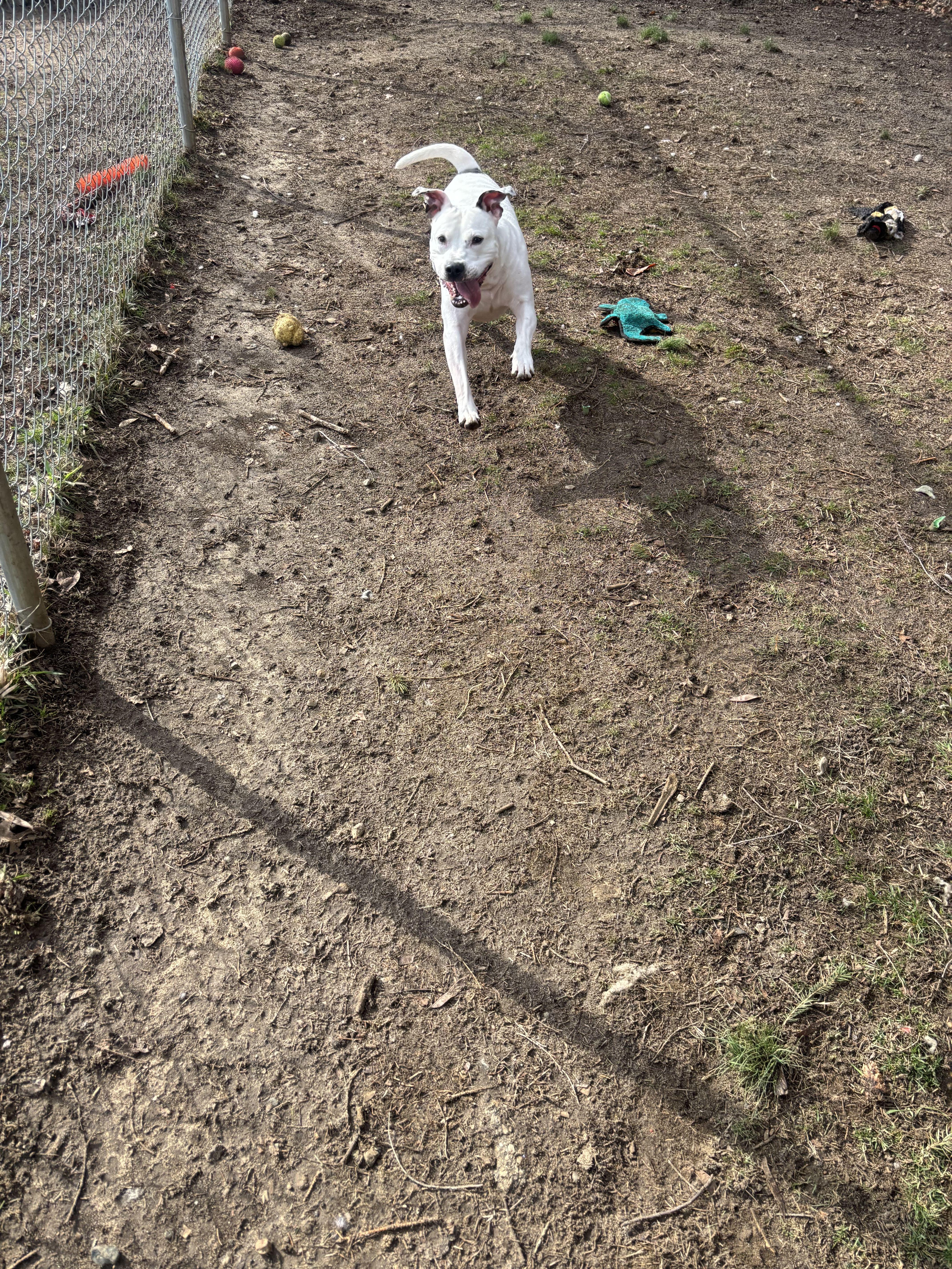 Enlarge Mae, an adoptable Mixed Breed in Mishawaka, IN image 3/5