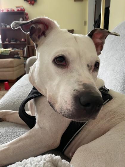 Enlarge Mae, an adoptable Mixed Breed in Mishawaka, IN image 4/5