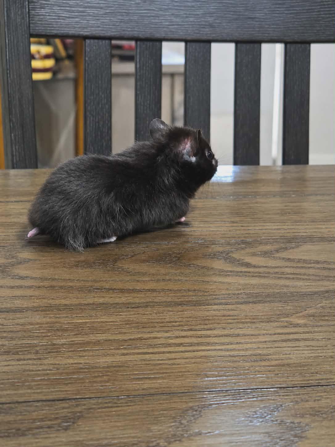 Clover (Courtesy Listing), a Adoptable Hamster in Baton Rouge, LA image 1/3