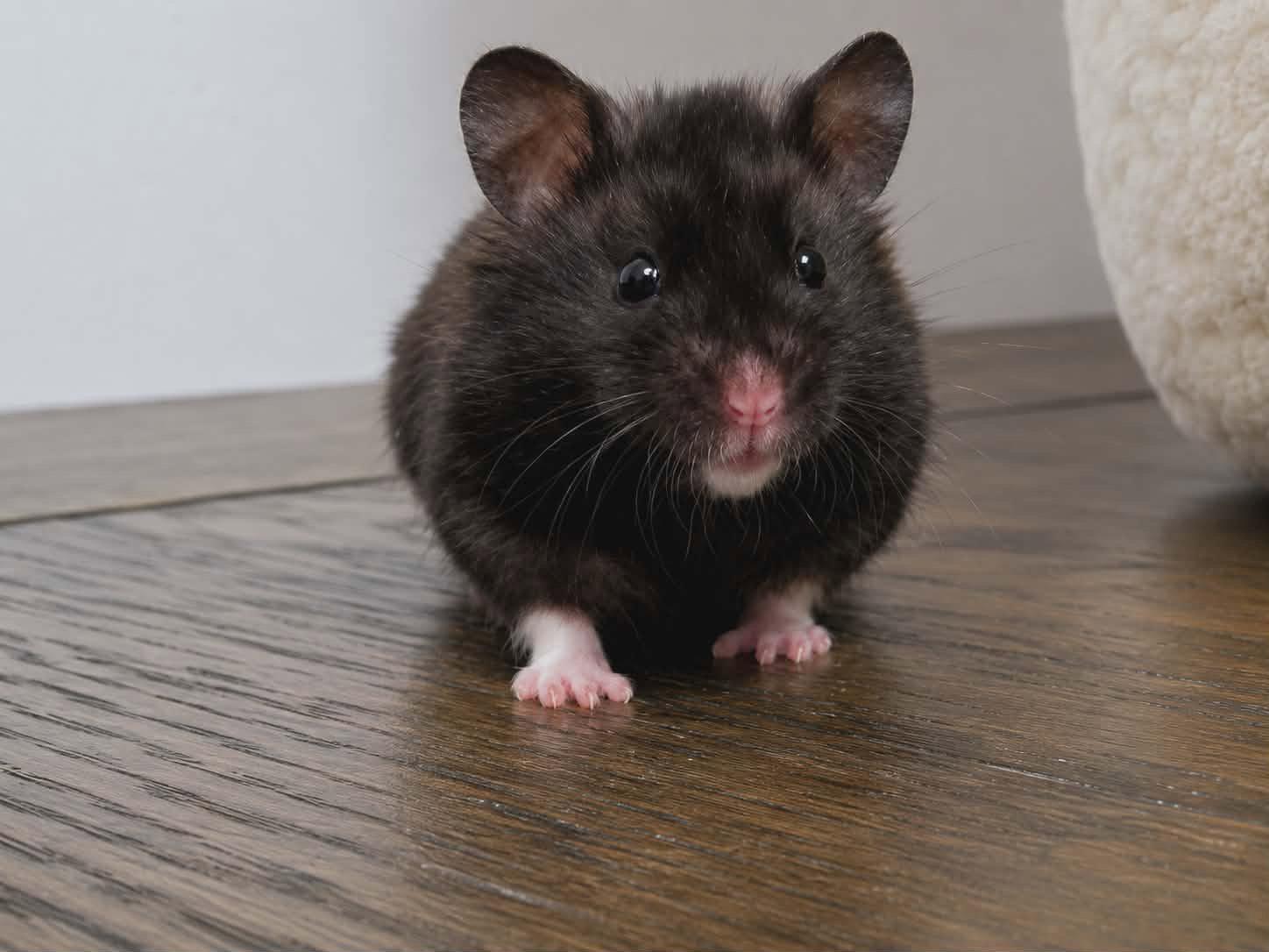 Clover (Courtesy Listing), a Adoptable Hamster in Baton Rouge, LA image 2/3