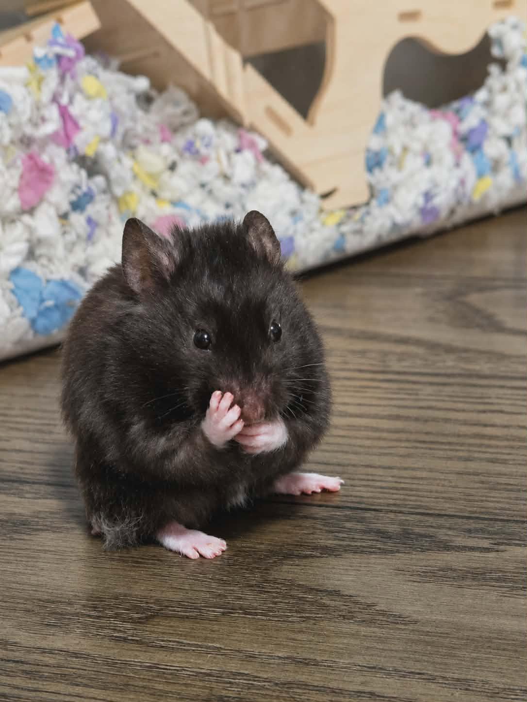 Clover (Courtesy Listing), a Adoptable Hamster in Baton Rouge, LA image 3/3