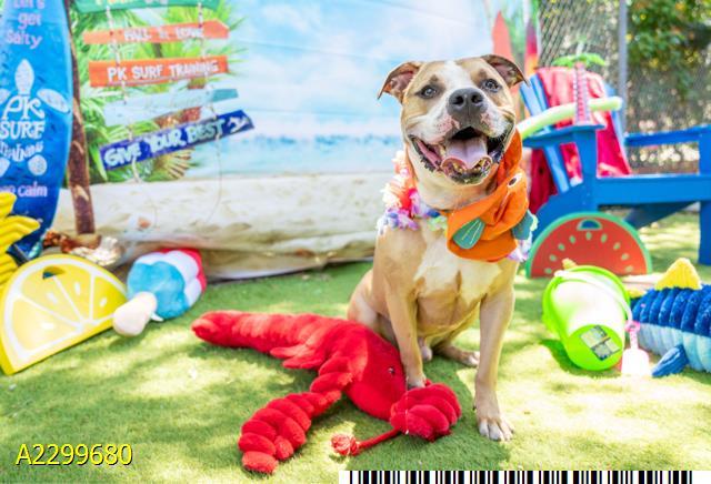 Enlarge THOR, a Adoptable Mixed Breed in West Palm Beach, FL image 1/1