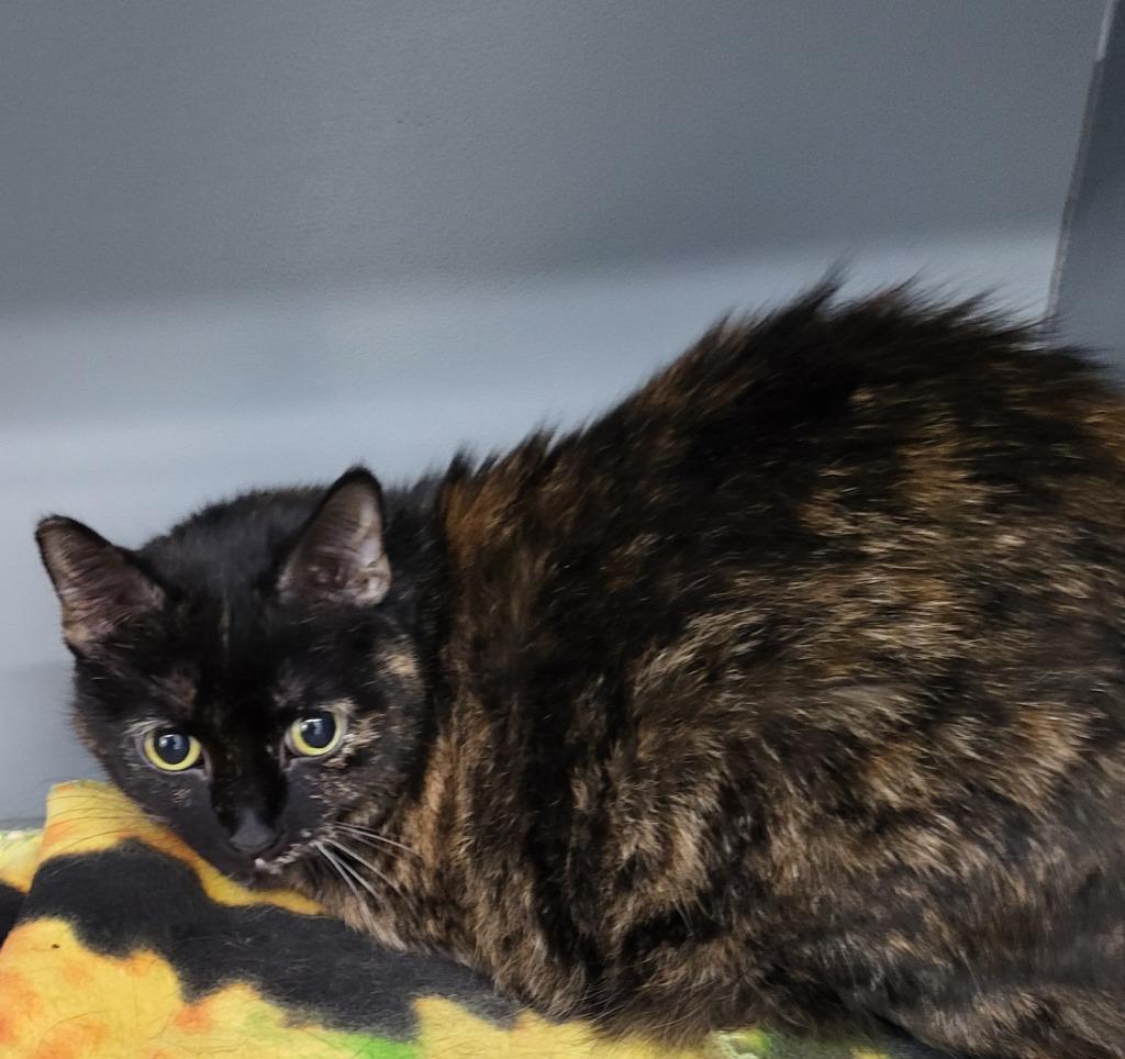 Enlarge Tiki, a Adoptable mixed breed in Medford, WI image 1/1