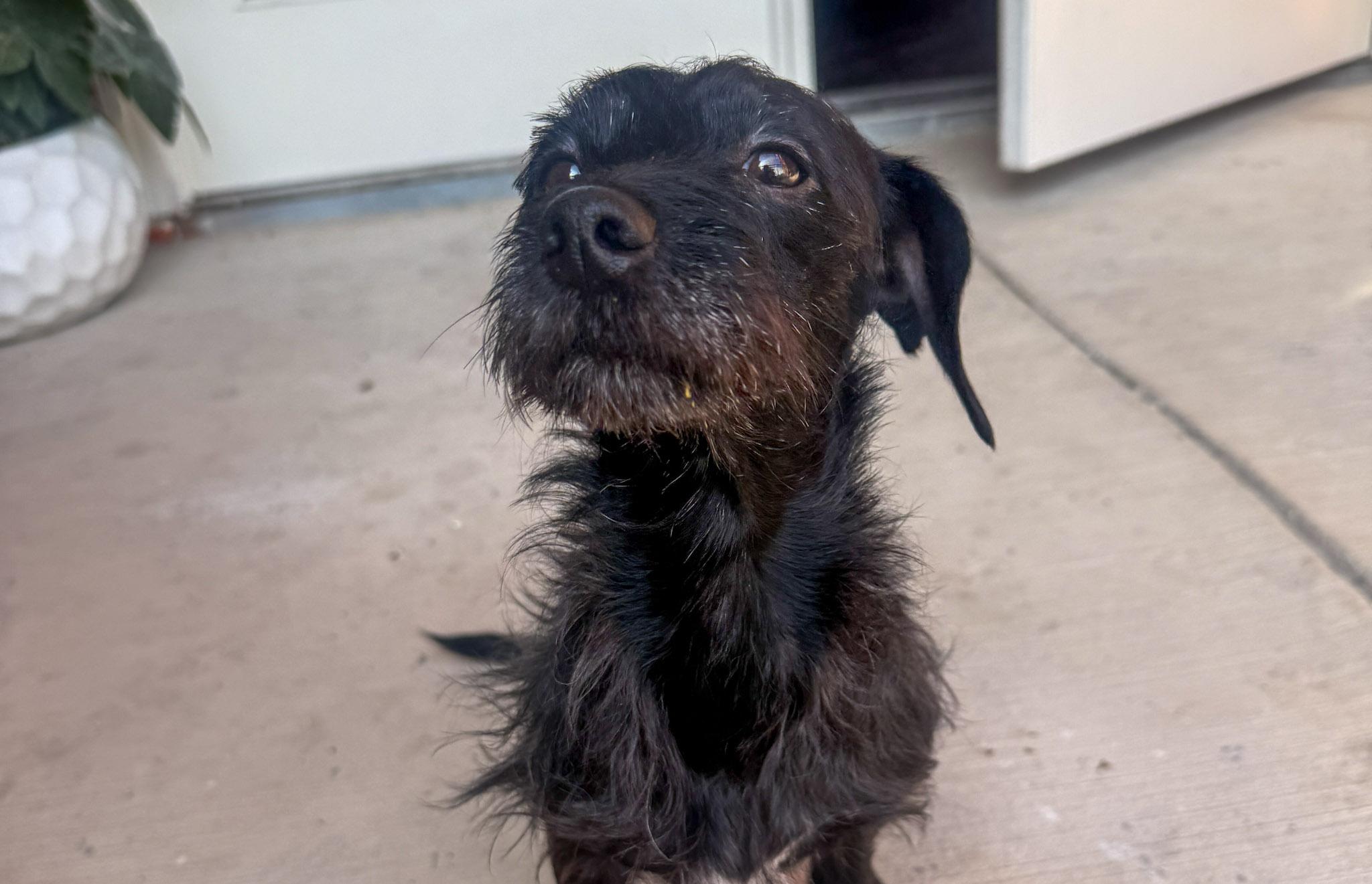 Enlarge Rufus, a Adoptable mixed breed in San Antonio, TX image 3/5