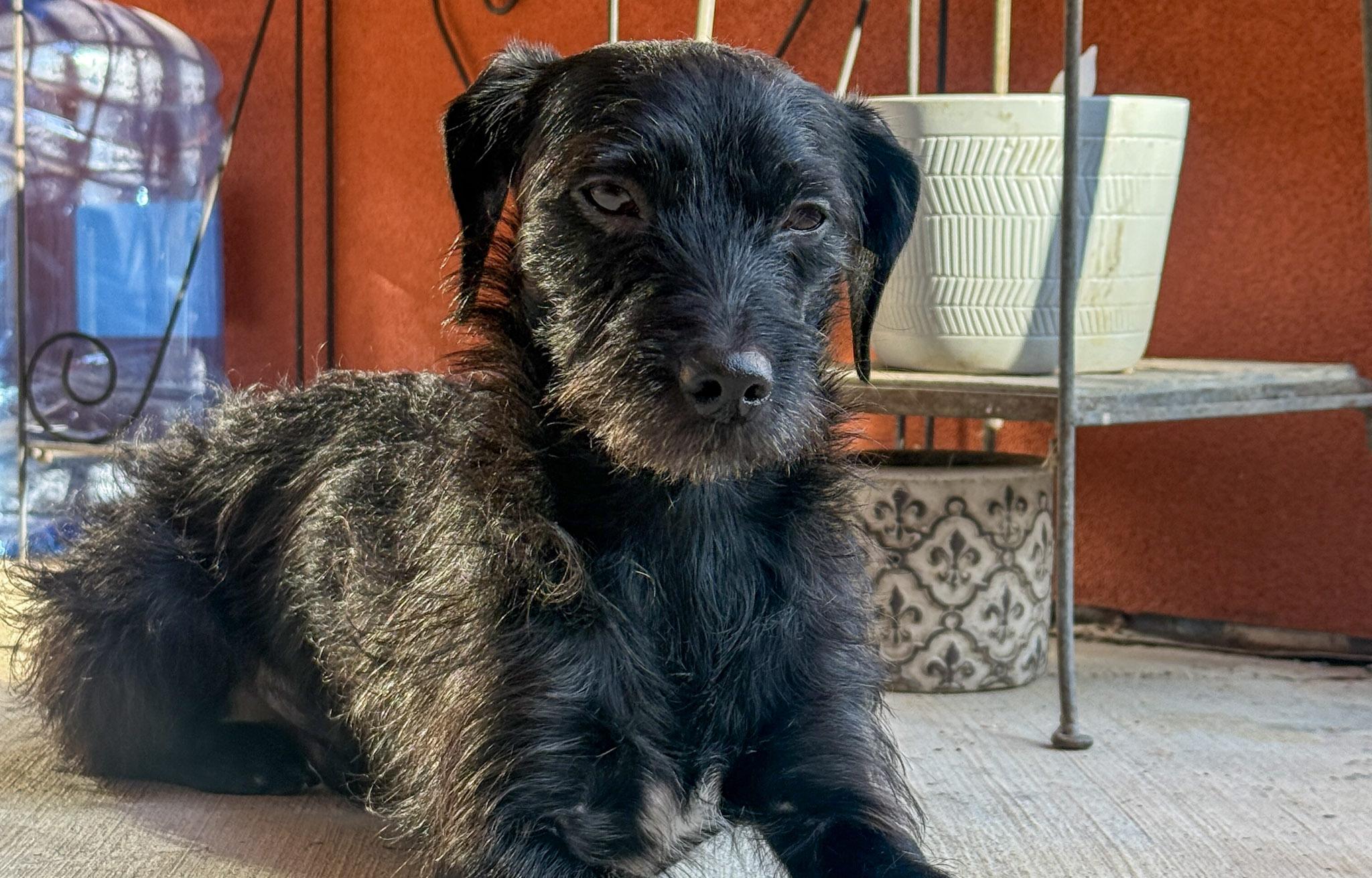 Rufus, Adoptable, Adult Male Dachshund & Mixed Breed.