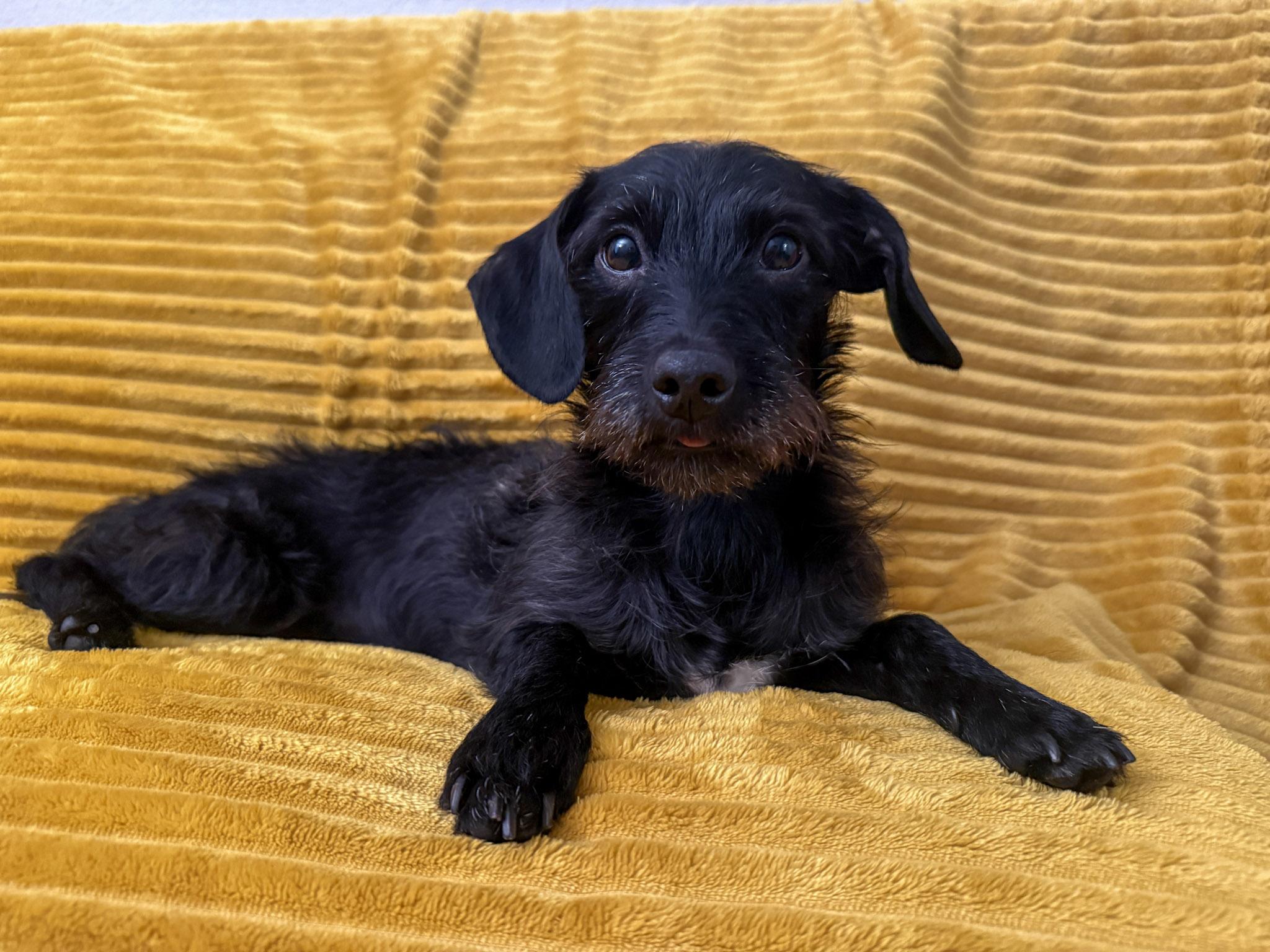 Enlarge Rufus, a Adoptable mixed breed in San Antonio, TX image 4/5