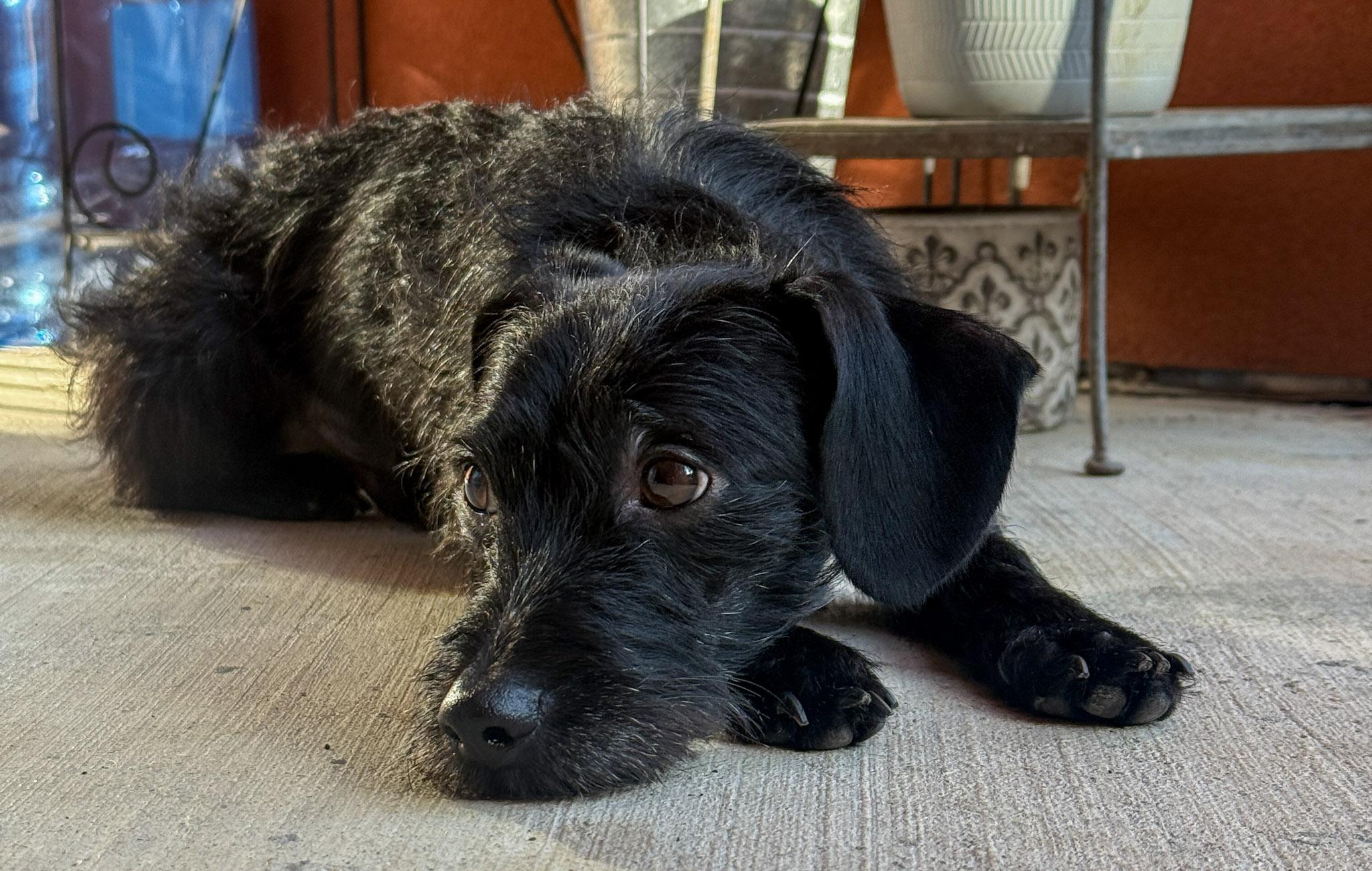 Enlarge Rufus, a Adoptable mixed breed in San Antonio, TX image 2/5