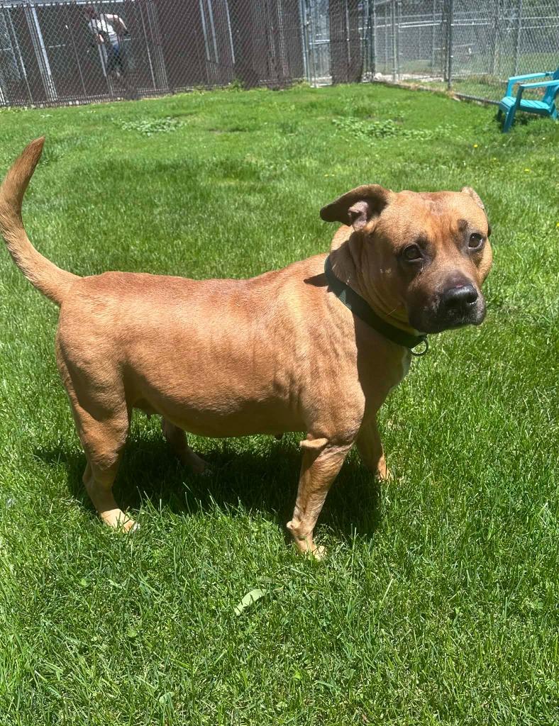 Baby Girl, Adoptable, Senior Female Pit Bull Terrier & Mixed Breed.