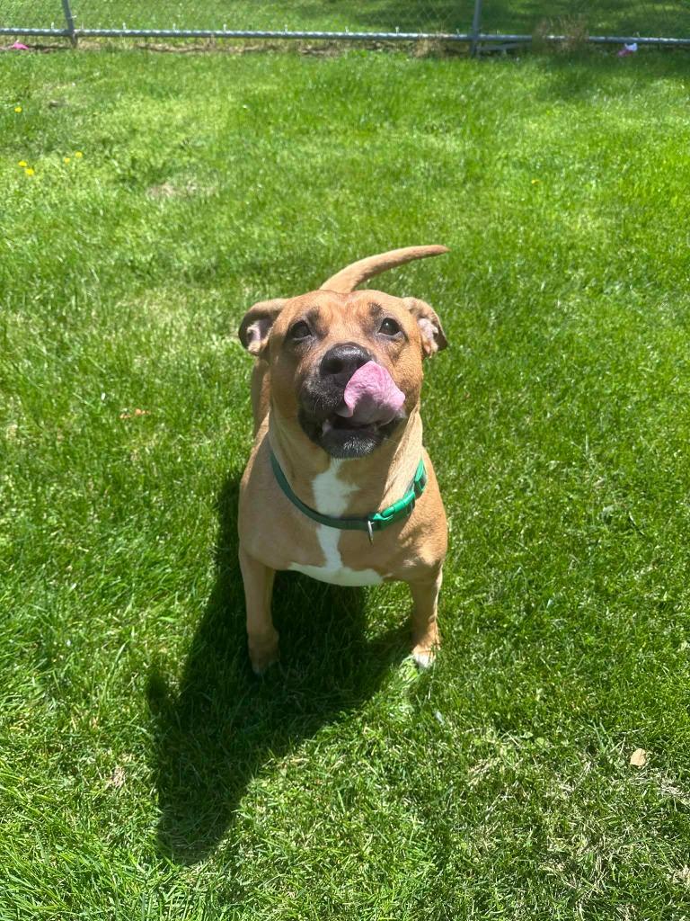 Enlarge Baby Girl, a Adoptable mixed breed in Marion, OH image 2/2