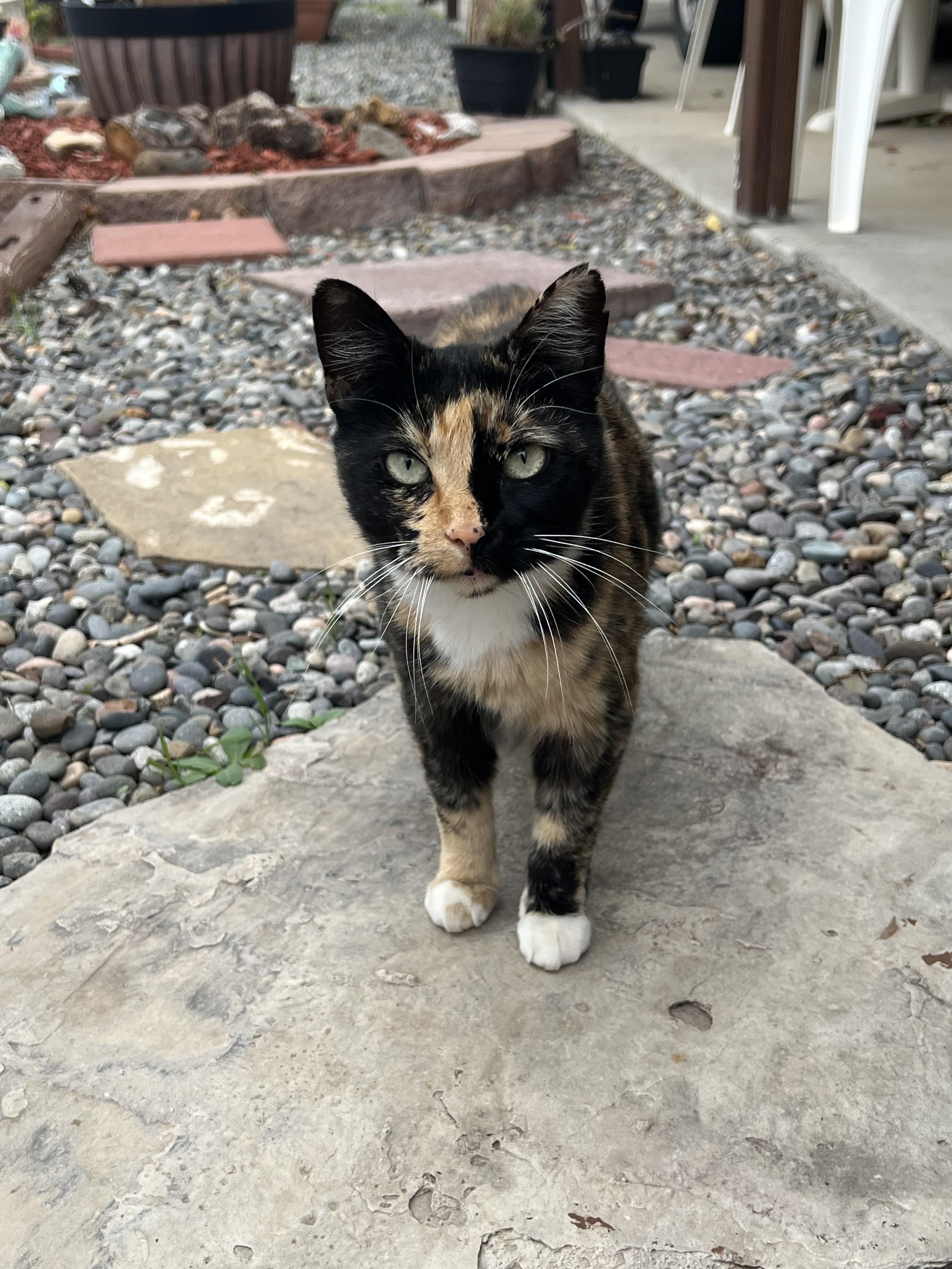 Itty Bitty, Adoptable, Adult Female Domestic Short Hair.