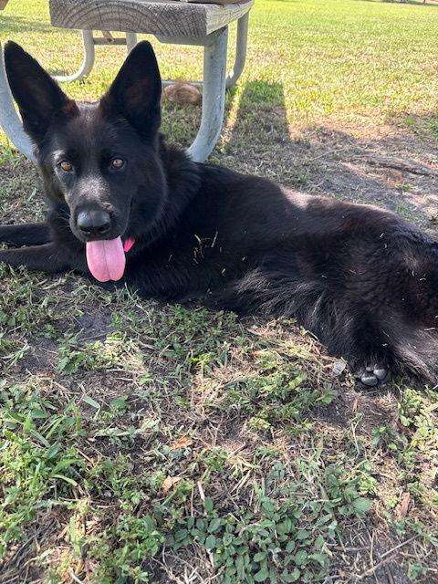 Daisy 3143, a Adoptable German Shepherd Dog in Pompano Beach, FL image 1/2