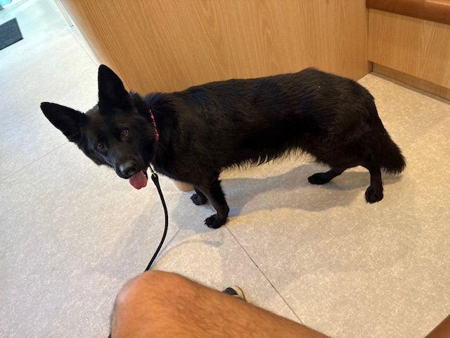 Daisy 3143, a Adoptable German Shepherd Dog in Pompano Beach, FL image 2/2