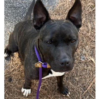 Crimson, Adoptable, Adult Male Mixed Breed.