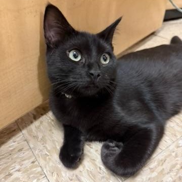Raven, a ADOPTABLE Domestic Short Hair in atlanta, GA image 3/4
