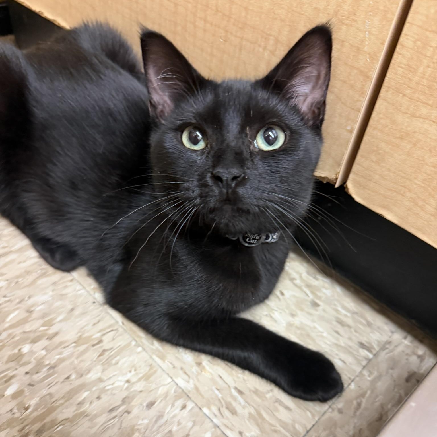Raven, ADOPTABLE, Kitten Female Domestic Short Hair.