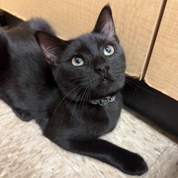 Raven, a ADOPTABLE Domestic Short Hair in atlanta, GA image 2/4