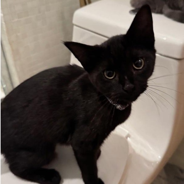Raven, a ADOPTABLE Domestic Short Hair in atlanta, GA image 4/4