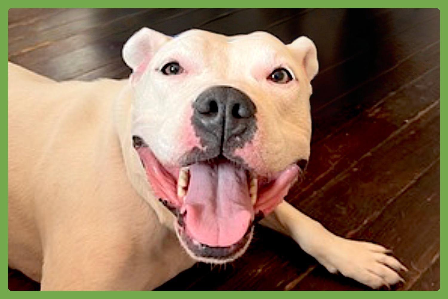 Remi — thumbnail 5