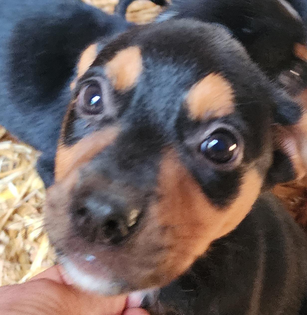 Cola, Adoptable, Puppy Female Manchester Terrier.