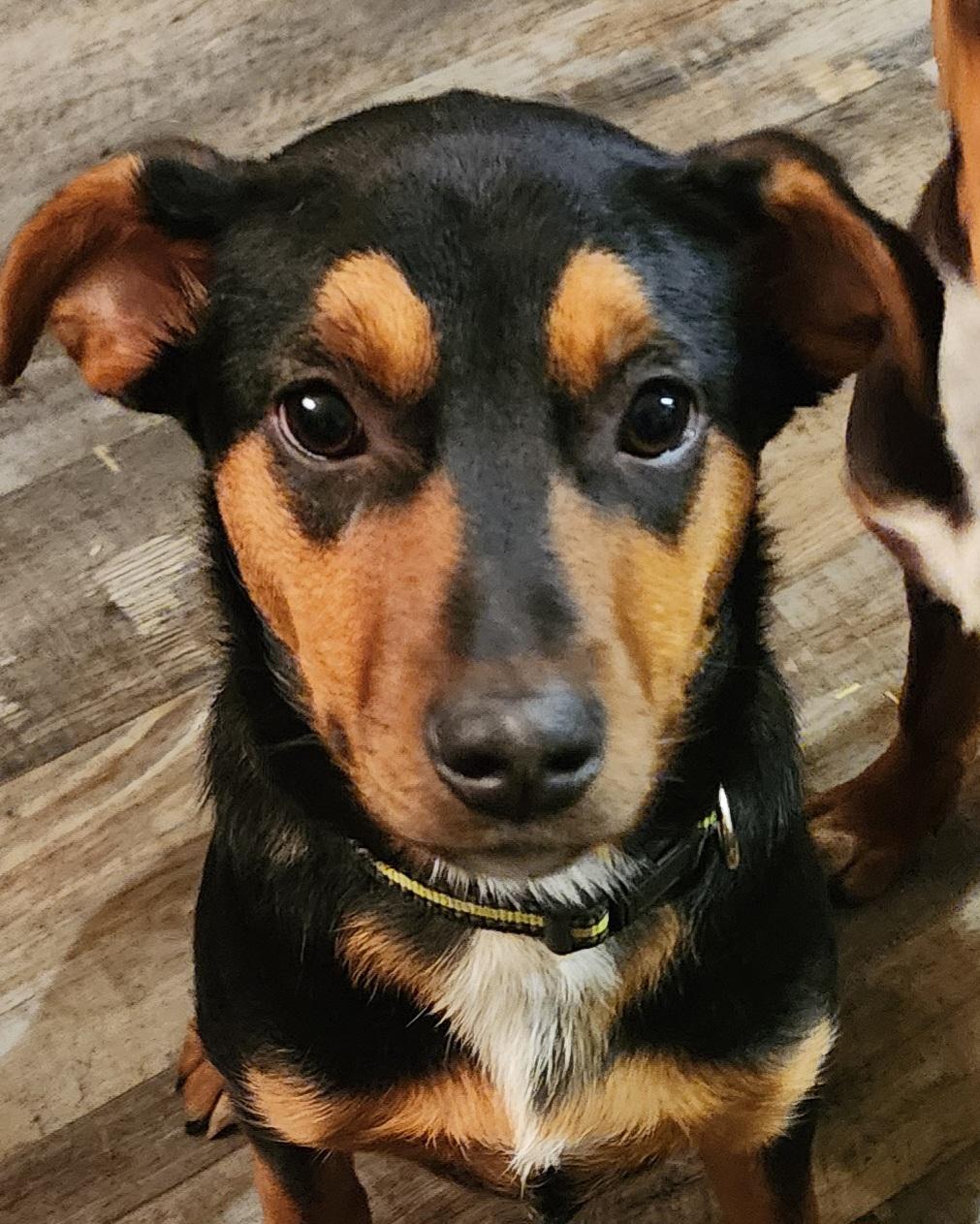 Cola, Adoptable, Young Female Manchester Terrier.