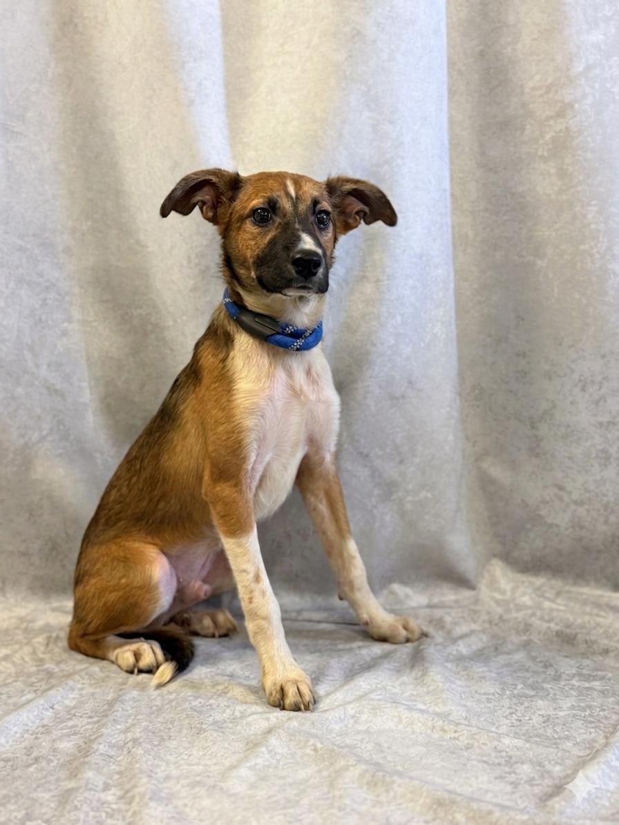 Roy, ADOPTABLE, Puppy Male Shepherd.