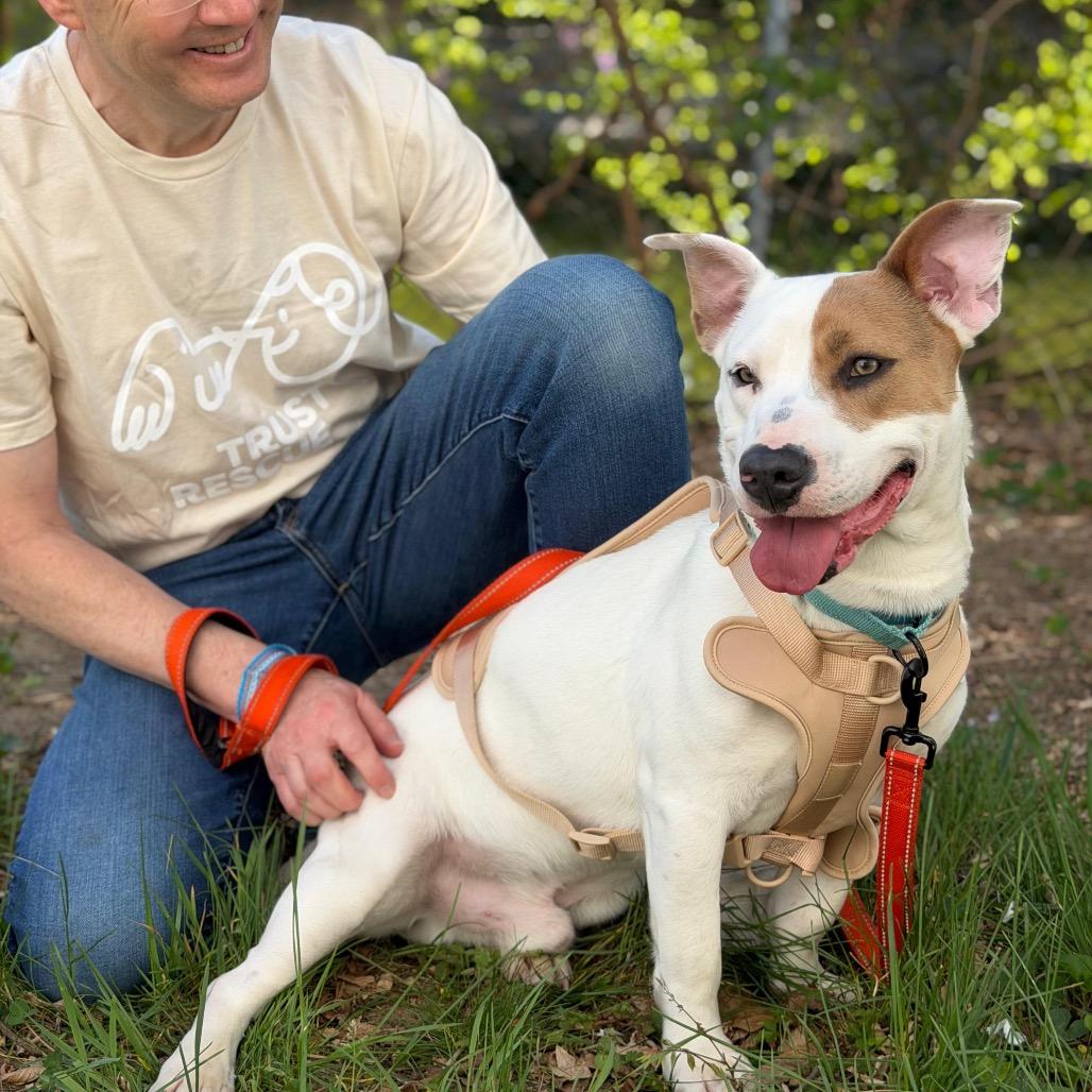 Enlarge CALLOWAY, a Adoptable Basset Hound in Berlin, NJ image 2/6
