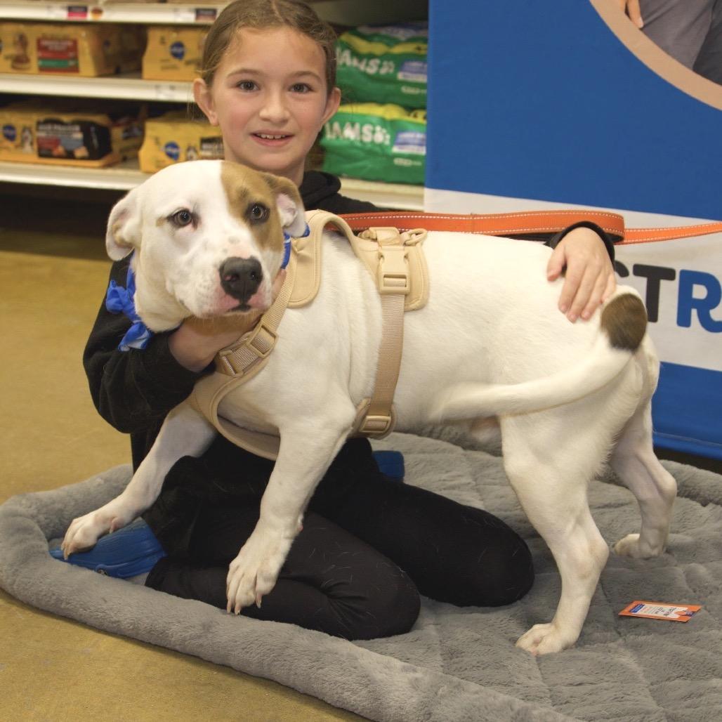Enlarge CALLOWAY, a Adoptable Basset Hound in Berlin, NJ image 3/6