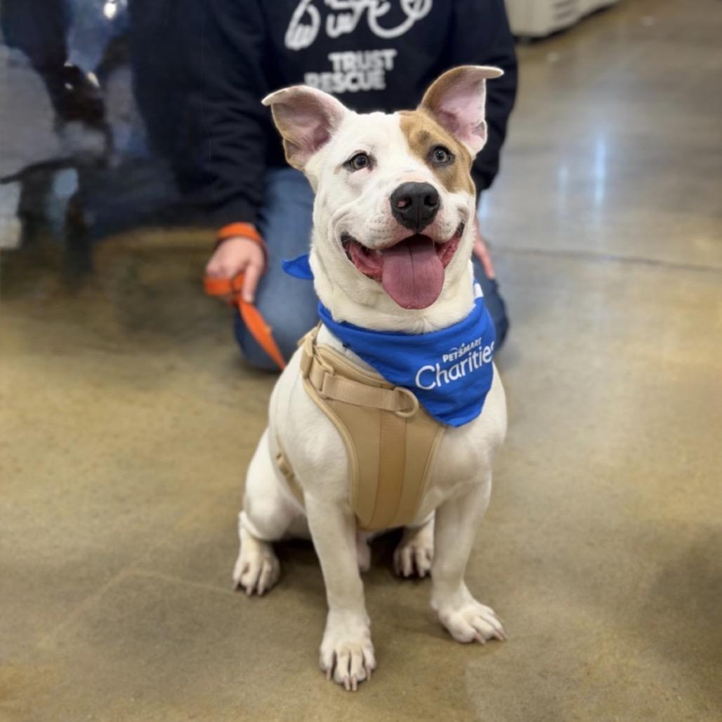 CALLOWAY, Adoptable, Adult Male Basset Hound.