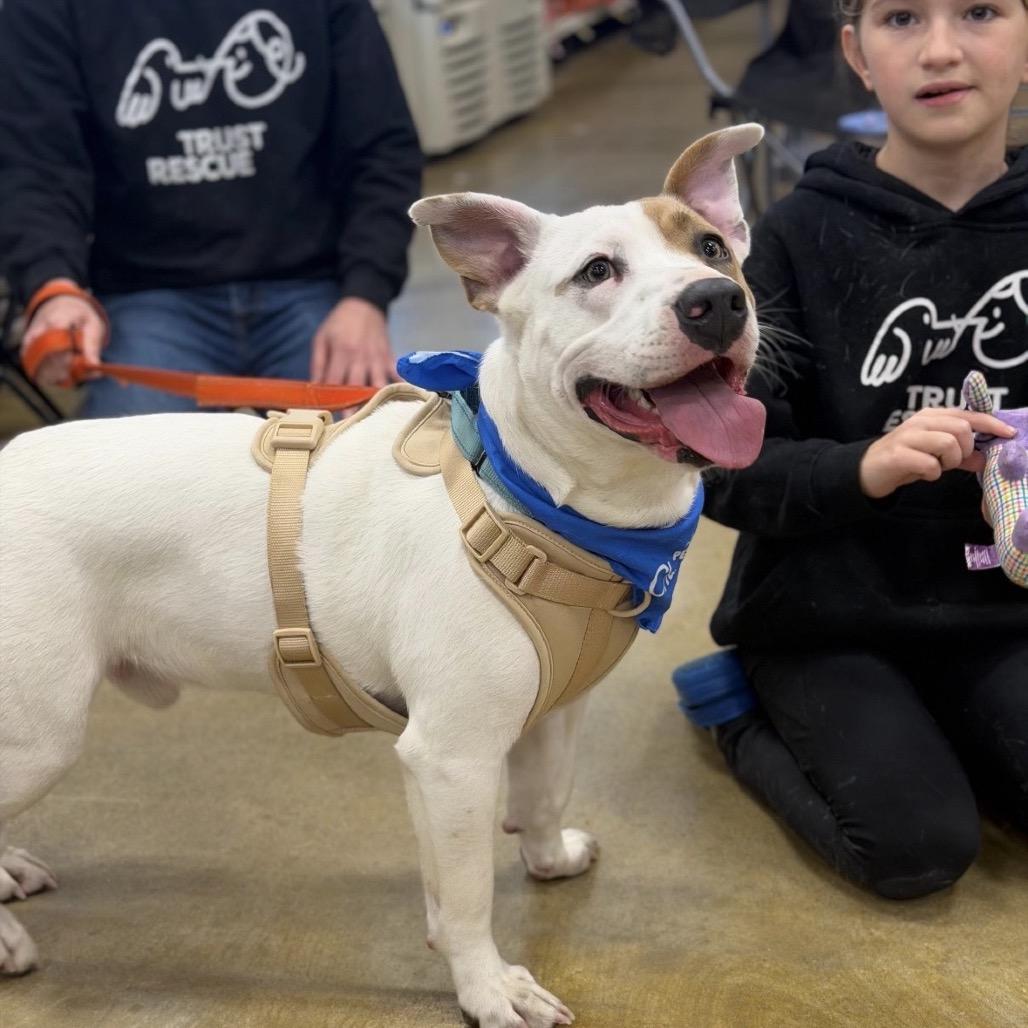 Enlarge CALLOWAY, a Adoptable Basset Hound in Berlin, NJ image 4/6
