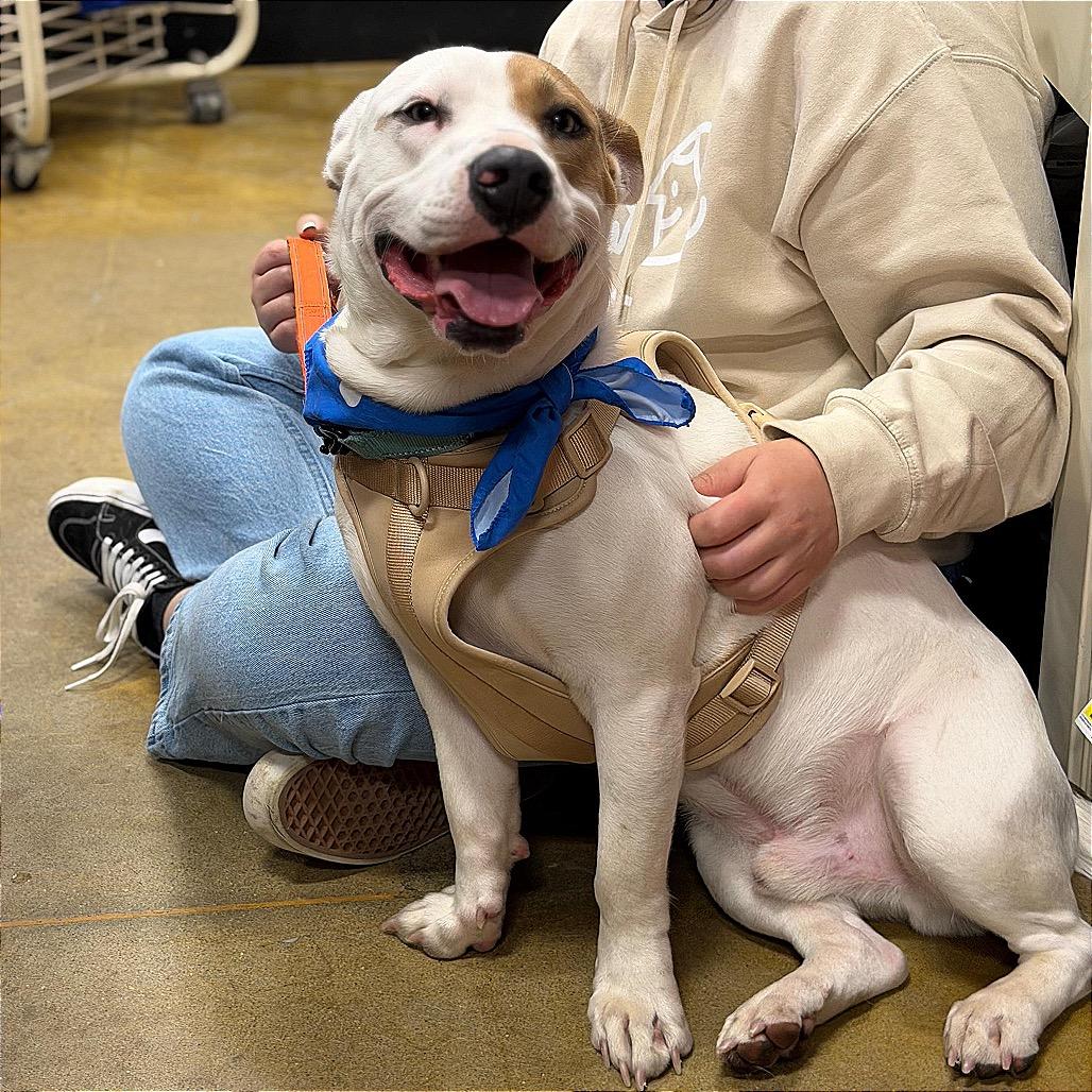 Enlarge CALLOWAY, a Adoptable Basset Hound in Berlin, NJ image 5/6