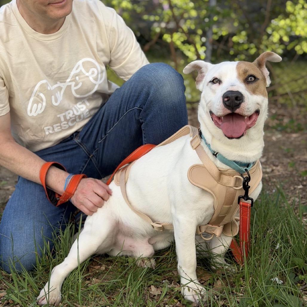 Enlarge CALLOWAY, a Adoptable Basset Hound in Berlin, NJ image 6/6