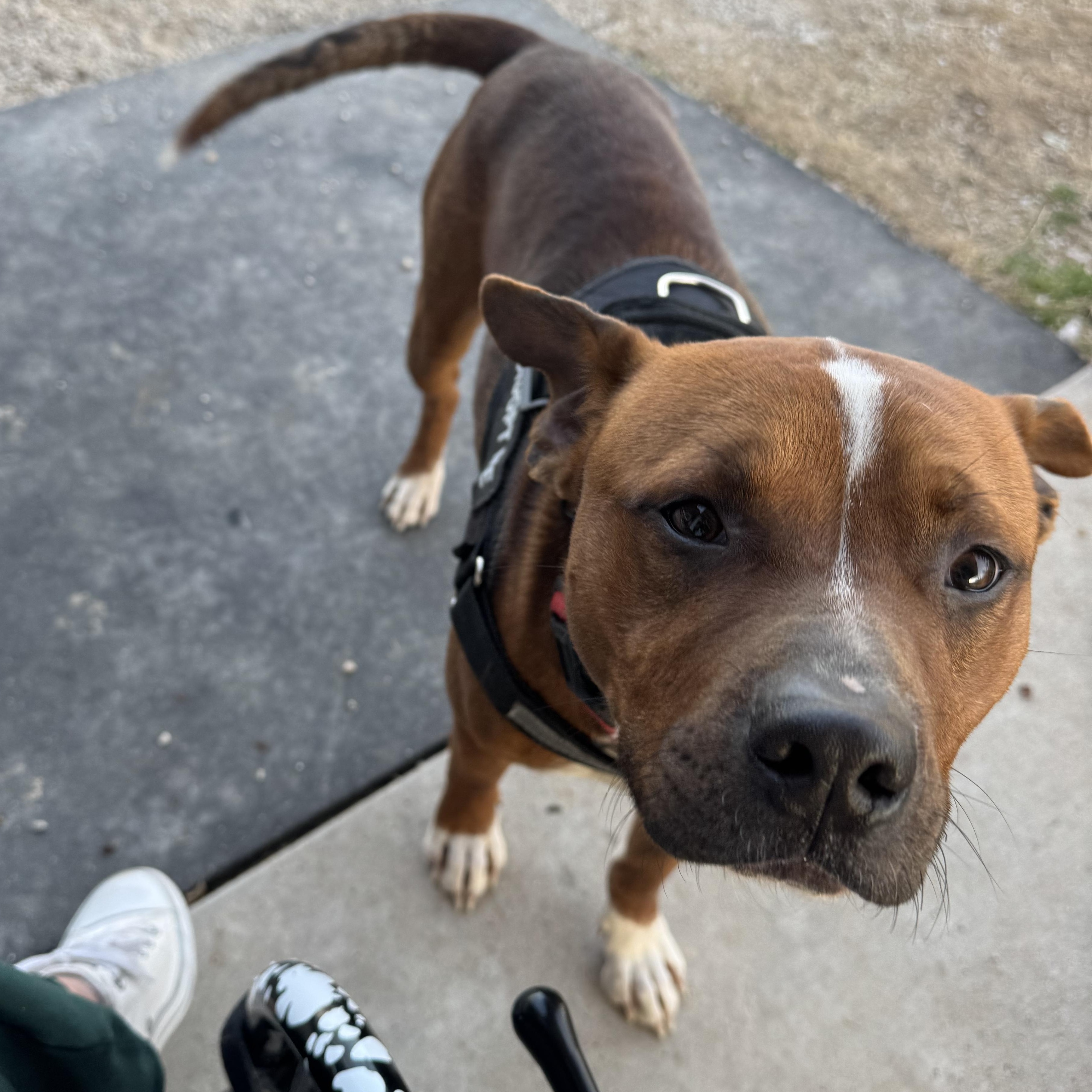DUKE-Delightful Dog photo 2