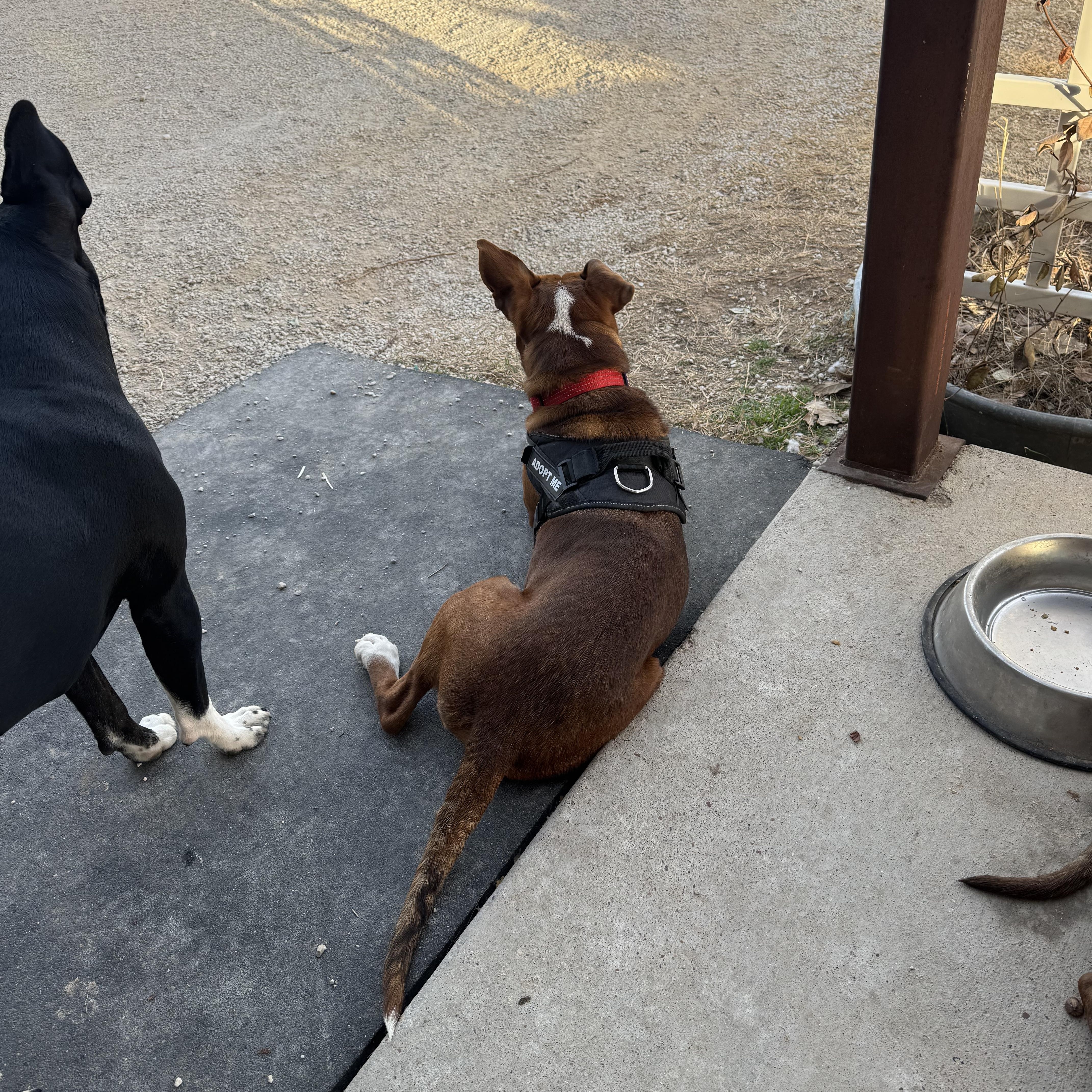 DUKE-Delightful Dog photo 3