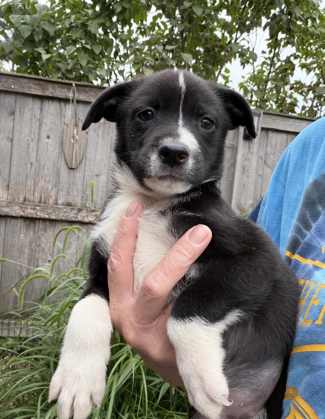 Enlarge C. Howard, a Adoptable mixed breed in Arlington Heights, IL image 1/4
