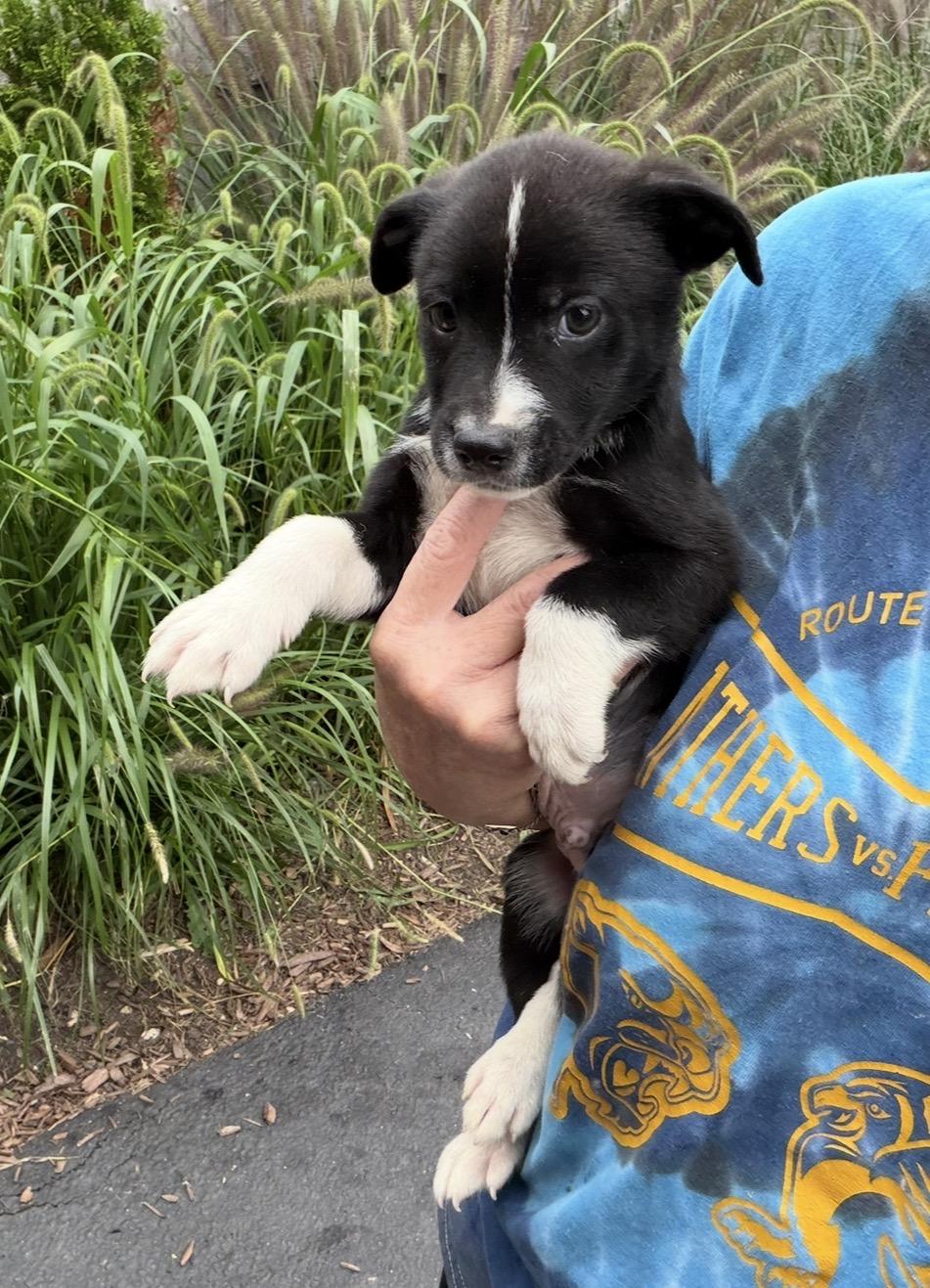 Enlarge C. Howard, a Adoptable mixed breed in Arlington Heights, IL image 3/4