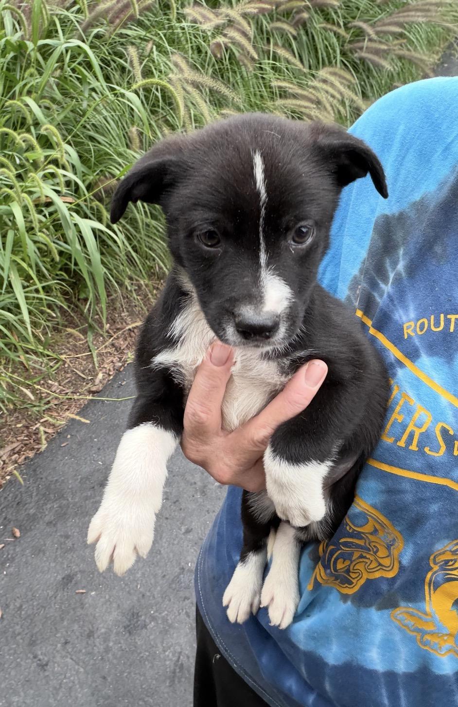 Enlarge C. Howard, a Adoptable mixed breed in Arlington Heights, IL image 2/4