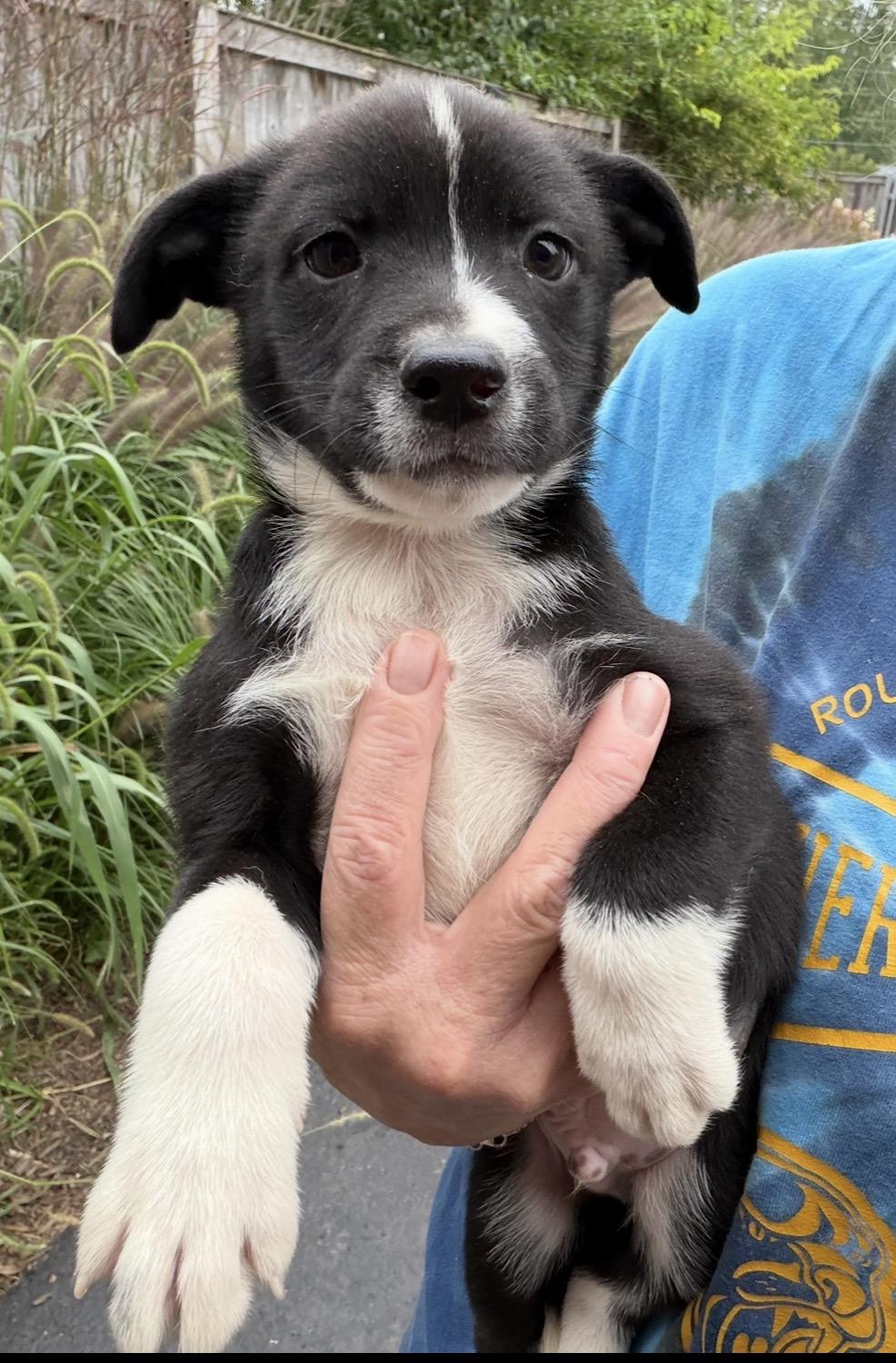 Enlarge C. Howard, a Adoptable mixed breed in Arlington Heights, IL image 4/4