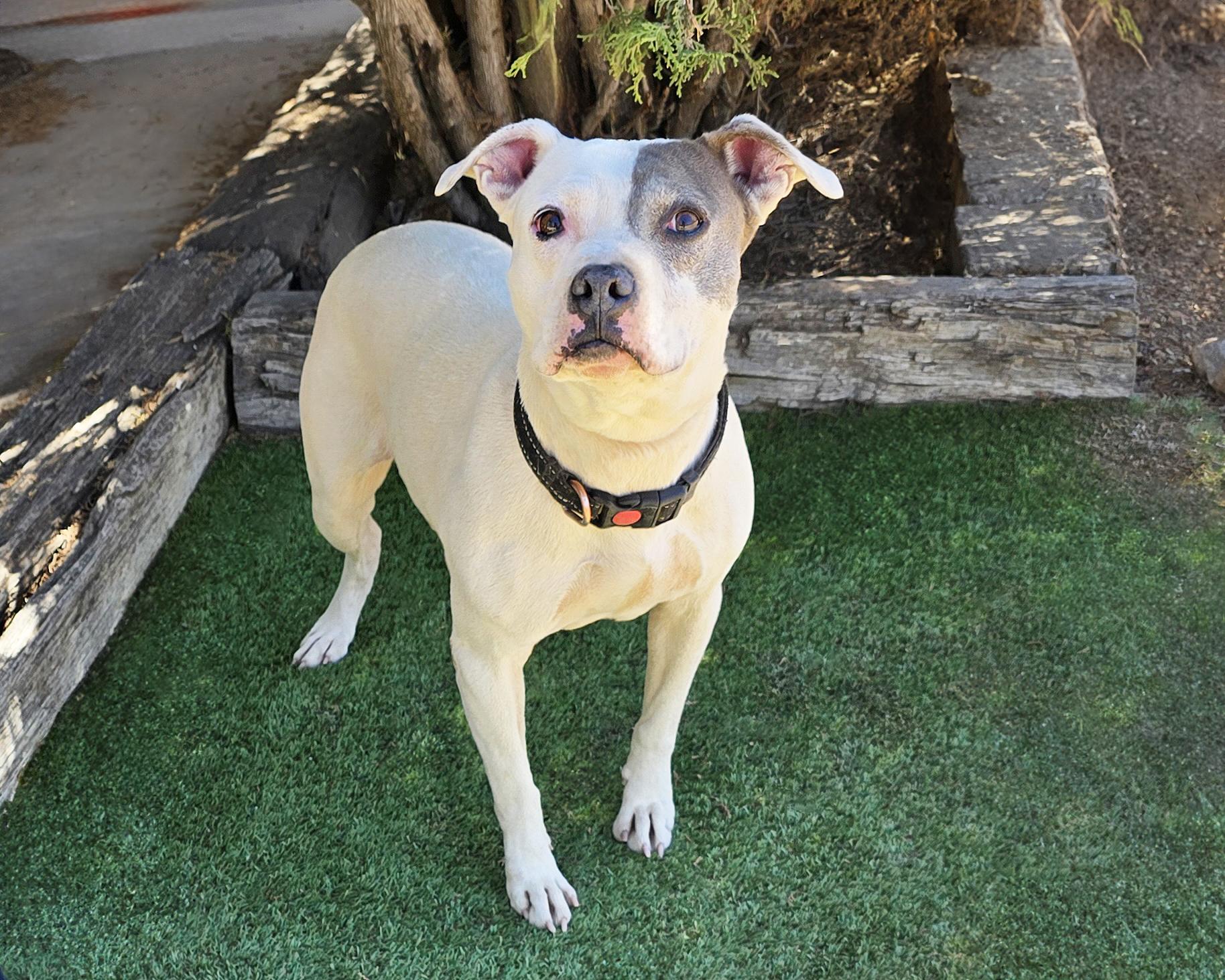 Enlarge Beautiful Ms Babe - Petite Sweetie Pie, a Adoptable Pit Bull Terrier in Albuquerque, NM image 5/5