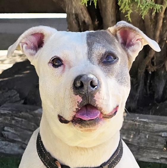 Enlarge Beautiful Ms Babe - Petite Sweetie Pie, a Adoptable Pit Bull Terrier in Albuquerque, NM image 1/3