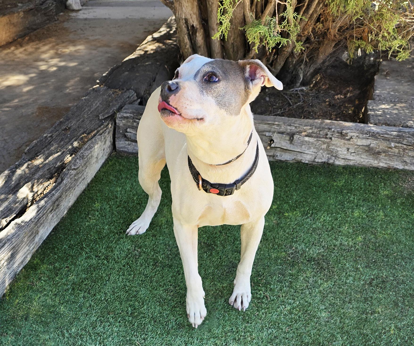 Enlarge Beautiful Ms Babe - Petite Sweetie Pie, a Adoptable Pit Bull Terrier in Albuquerque, NM image 4/5