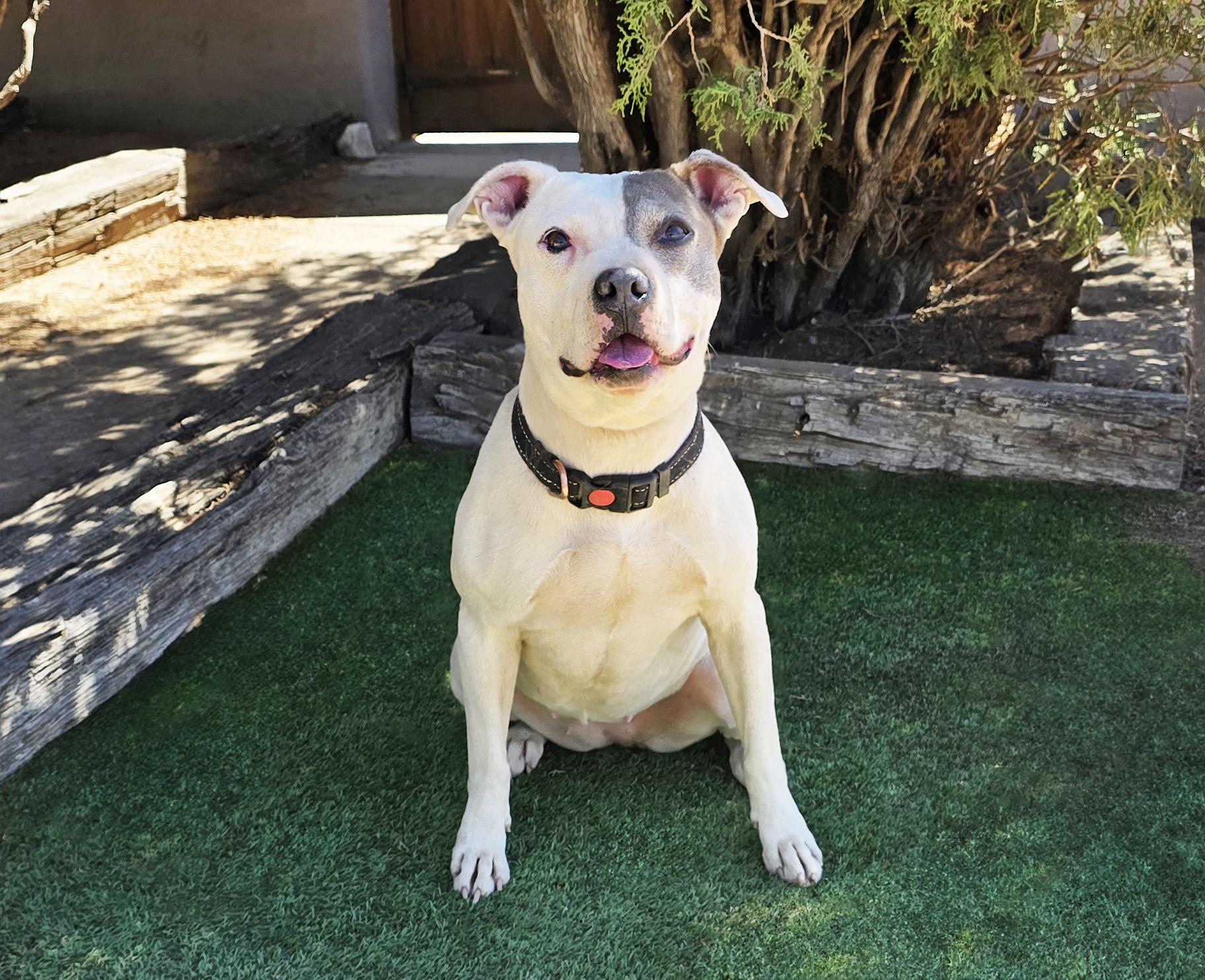 Enlarge Beautiful Ms Babe - Petite Sweetie Pie, a Adoptable Pit Bull Terrier in Albuquerque, NM image 3/3