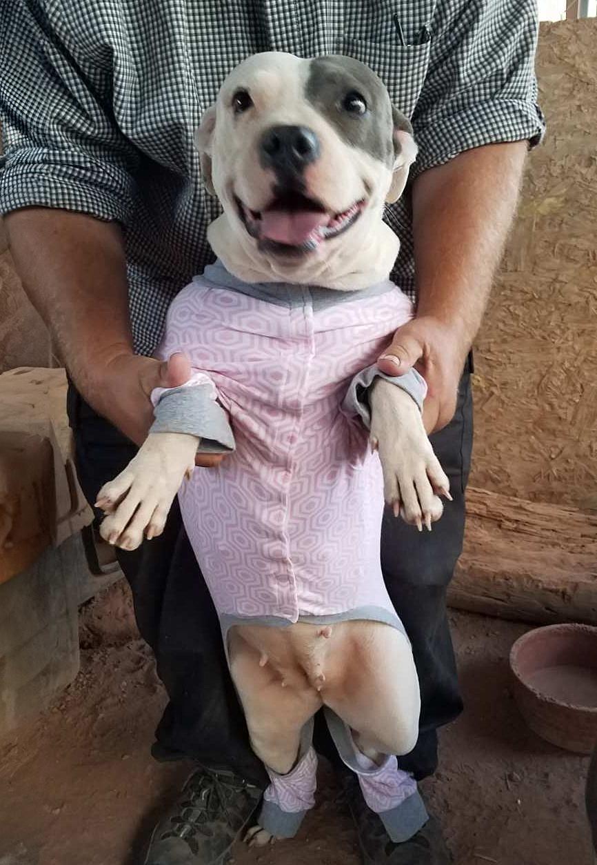 Enlarge Beautiful Ms Babe - Petite Sweetie Pie, a Adoptable Pit Bull Terrier in Albuquerque, NM image 2/3