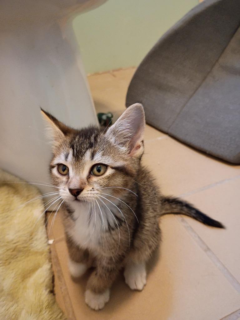 Maple, Adopted, Kitten Female Domestic Short Hair.